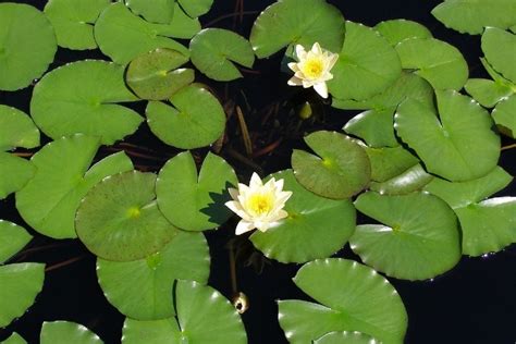 How To Get Rid Of Lily Pads In Ponds Without Harming Fish Hepper