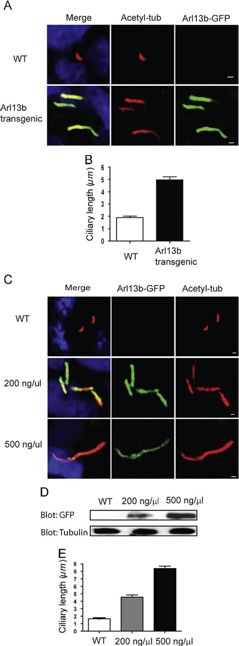 Figure 1 From A Function For The Joubert Syndrome Protein Arl13b In