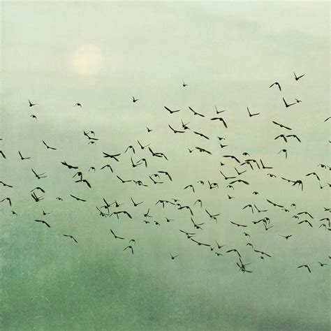 Flying Flock Of Birds Photograph By Laura Ruth Pixels
