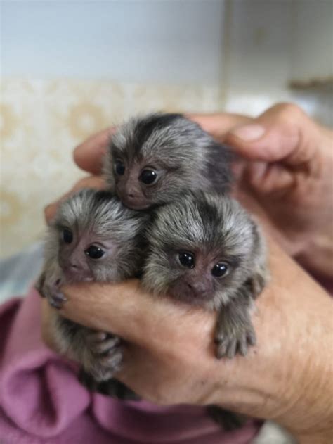 Chinchilla baby, chinchilla for sale, sweet baby animal, cute chinchilla, chinchilla breeder, softest pet. Marmoset Monkey For Sale | pygmy marmoset monkey | marmoset