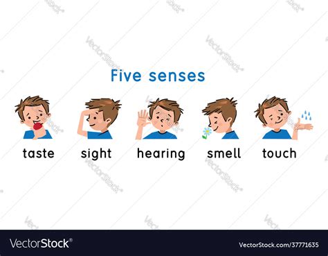 Five Senses Icon Touch Taste Hearing Sight Smell Vector Image