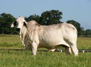 Learn about brahman cattle and what is like raising this very unique, intelligent cattle breed in an all new meet my neighbor with briles farm brahmans. Best American Brahman cattle of the Highest Quality with ...