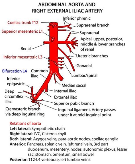 Damage to these arteries pos. Instant Anatomy - Abdomen - Vessels - Arteries - Abdominal ...