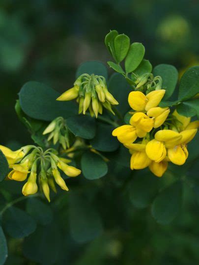 Coronilla Valentina Wild Flowers Provence