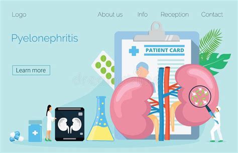 Nephroptosis Ilustrações Vetores E Clipart De Stock 8 Stock