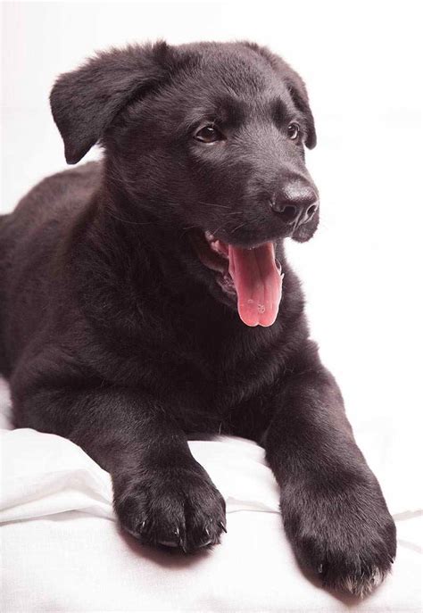 German shepherd · houston, tx. German Shepherd Black Lab Mix Puppies | PETSIDI