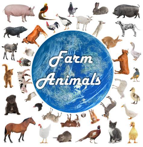 320 Domestic Animals Collage Farm Poultry Stock Photos Pictures