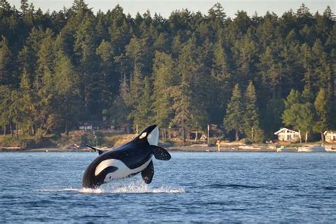 Quieter Ships Could Help Canadas Endangered Orcas Recover Whales And