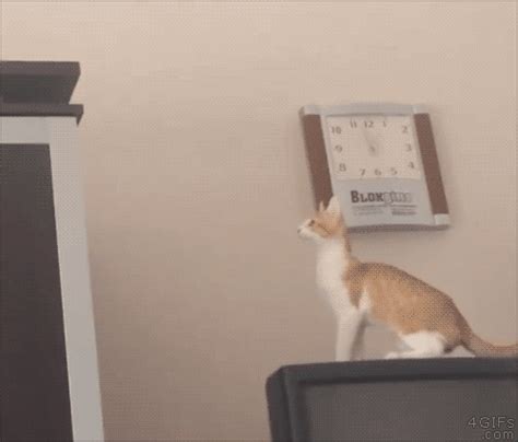 Cat Scared Jump Gif