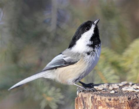 20 Incredibly Cute Chickadee Pictures Birds And Blooms