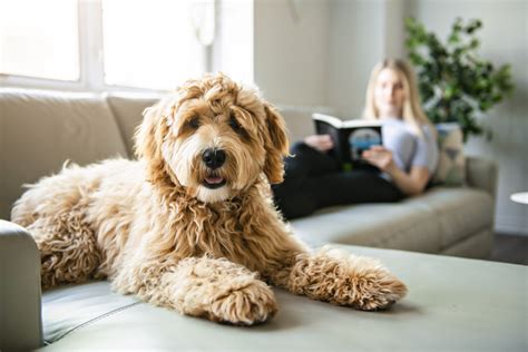 The Doodle Factor What You Need To Know About Doodle Dogs The Dog
