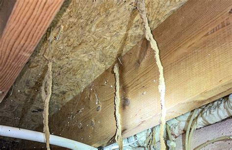 What Are Termite Tunnels Evans Pest Control Philadelphias Trusted