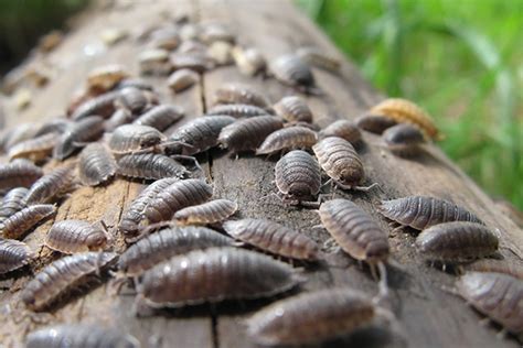 You can also just as easily hoover them up, before emptying the contents of your vacuum bag outside. A Beginner's Guide On How To Get Rid Of Woodlice