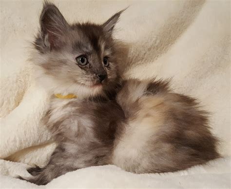 Ruffians maine coons is recognized by anfi & fife cat associations. Pure Bred Registered Maine Coon Kittens for Sale