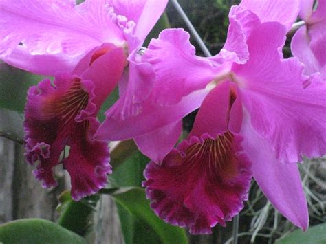 Cattleya Orchid Meaning Orchid Flowers
