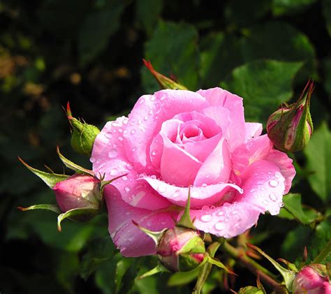 Perfect Pink Rose In Full Bloom Pictures Photos And Images For
