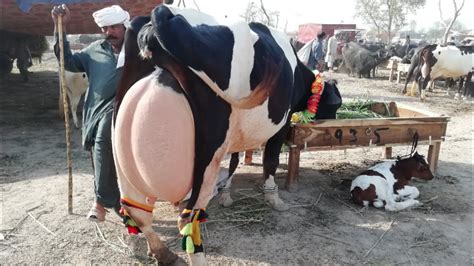 Kg Milking Confirm Walyti Type Beautifull Biggest Udder Cow Youtube