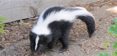 How Much Does Skunk Removal Cost?