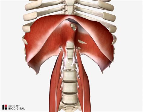 The Iliopsoas Muscle And Its Frequently Overlooked Syndrome Psoas