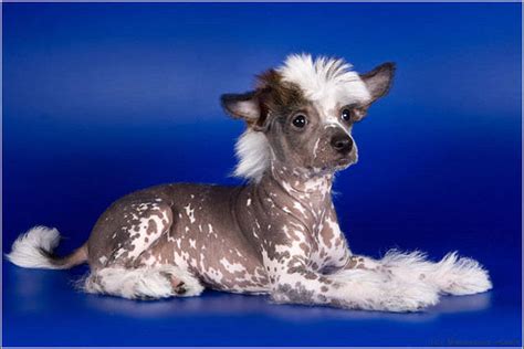 Chinese Crested Male Puppy For Sale Adoption From Bolton Ontario Peel