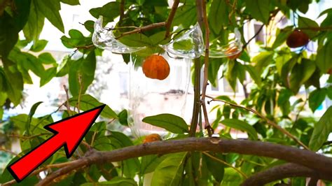 Homemade Fruit Picker Handyman Tips And Inventions Youtube