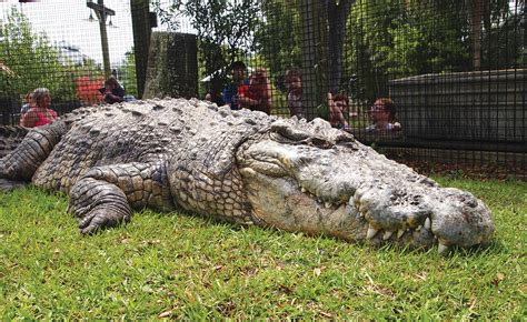 A Day In The Life Of An Alligator Adventure Zookeeper Myrtle Beach