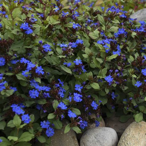 Il se décline en plumbago auriculata var. Plumbago, Blue - TheTreeFarm.com