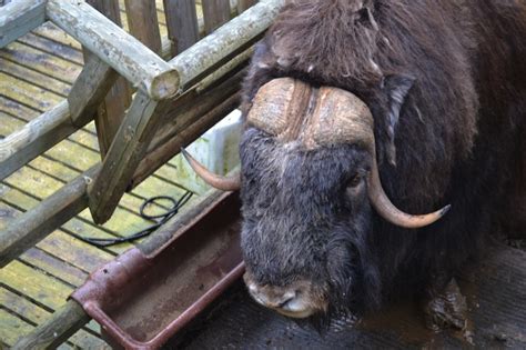 Muskox Survivors From The Ice Age Adventuresweden