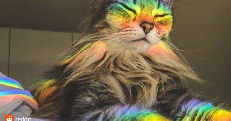 Psbattle Enlightened Rainbow Cat Photoshopbattles