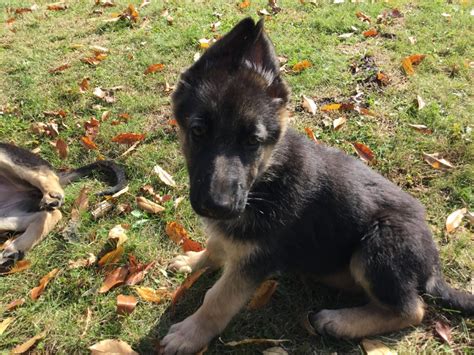 They make great family pets but also great gaurd, work. German Shepherd Puppies For Sale | Hastings, MN #312461
