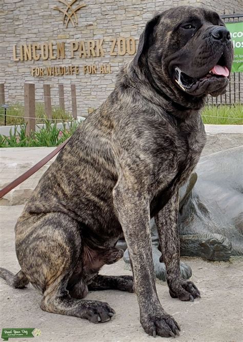 Old English Mastiff Stud Dog In Midwest The United States Breed