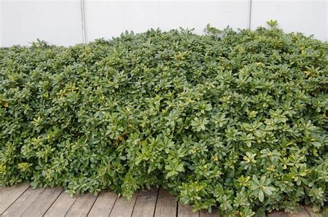 Pittosporum Tobira Horticulture Dumont