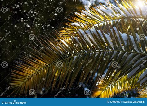 Branch Of Palm Tree Covered In Snow Stock Image Image Of Frozen