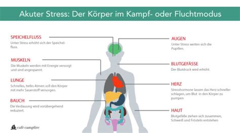 auswirkungen von stress so wirkt sich stress auf deinen körper aus anti stress team