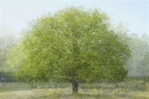 Multi Layered Tree Photography Mapping By Kim Boske