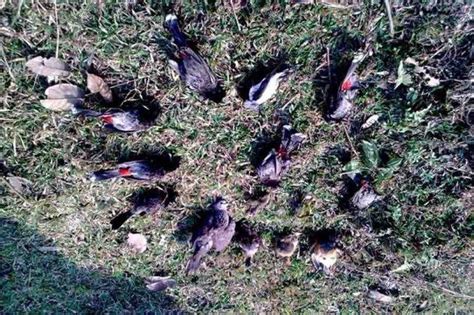 Jatinga Bird Suicide Mystery Valley Of Death For Birds