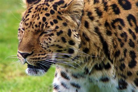 100 Free Leopardí Srst And Leopard Images Pixabay