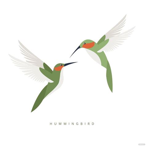 Hummingbird Vector In Illustrator Svg  Eps Png Download