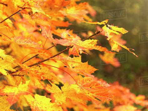 Yellow Autumn Leaves Stock Photo Dissolve