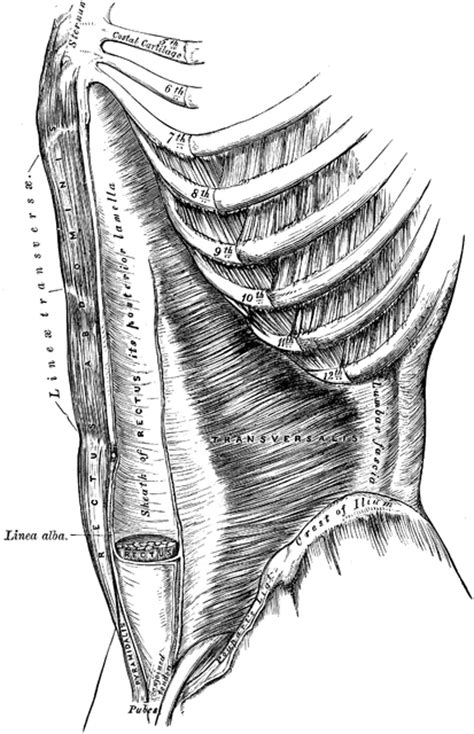 Muscles of the Abdomen | ClipArt ETC