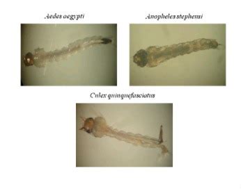 Mosquito Fourth Instar Larvae Of A Aegypti A Stephensi And C Download Scientific Diagram