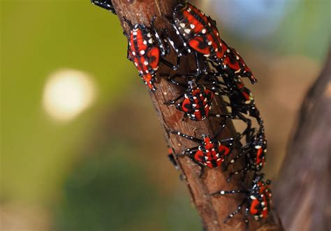 What Is Spotted Lanternfly Quarantine Could It Happen In Nyc Silive Com