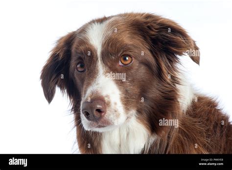 Cross Breed Dog Portrait With White Studio Background Stock Photo Alamy