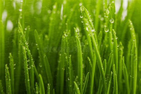 Water Drops On The Green Grass In The Morning Spring Concept Stock