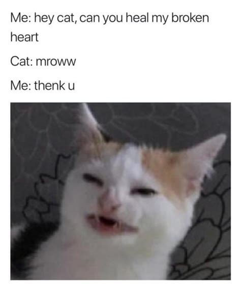 So we have found the funniest cat memes on the internet, for your personal enjoyment. 50+ Funny Animal Memes 2019 to Break Your Jaws With Laughter