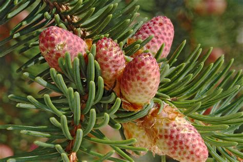 Picea Abies Norway Spruce Go Botany