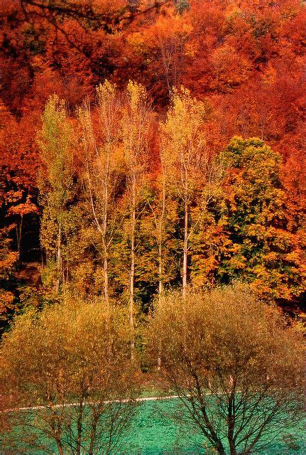 Autumn Trees In Germany Autumn Trees Scenery Germany