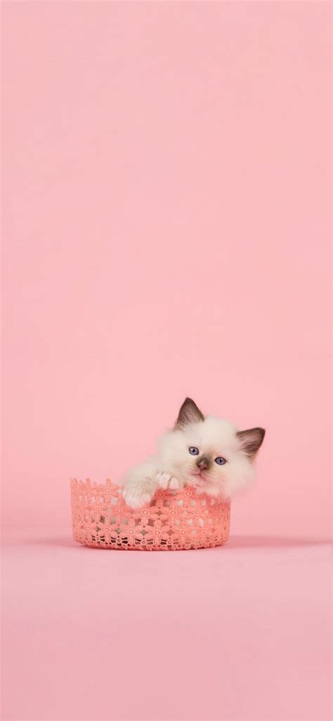 Pink Cat Wallpapers Wallpaper Cave