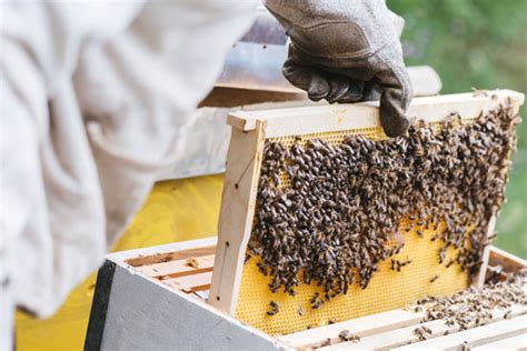 A Comprehensive Guide To Beekeeping Basics Cappers Farmer