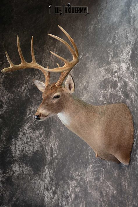 Whitetail Deer Taxidermy Shoulder Mount For Sale Sku 1516 All Taxidermy